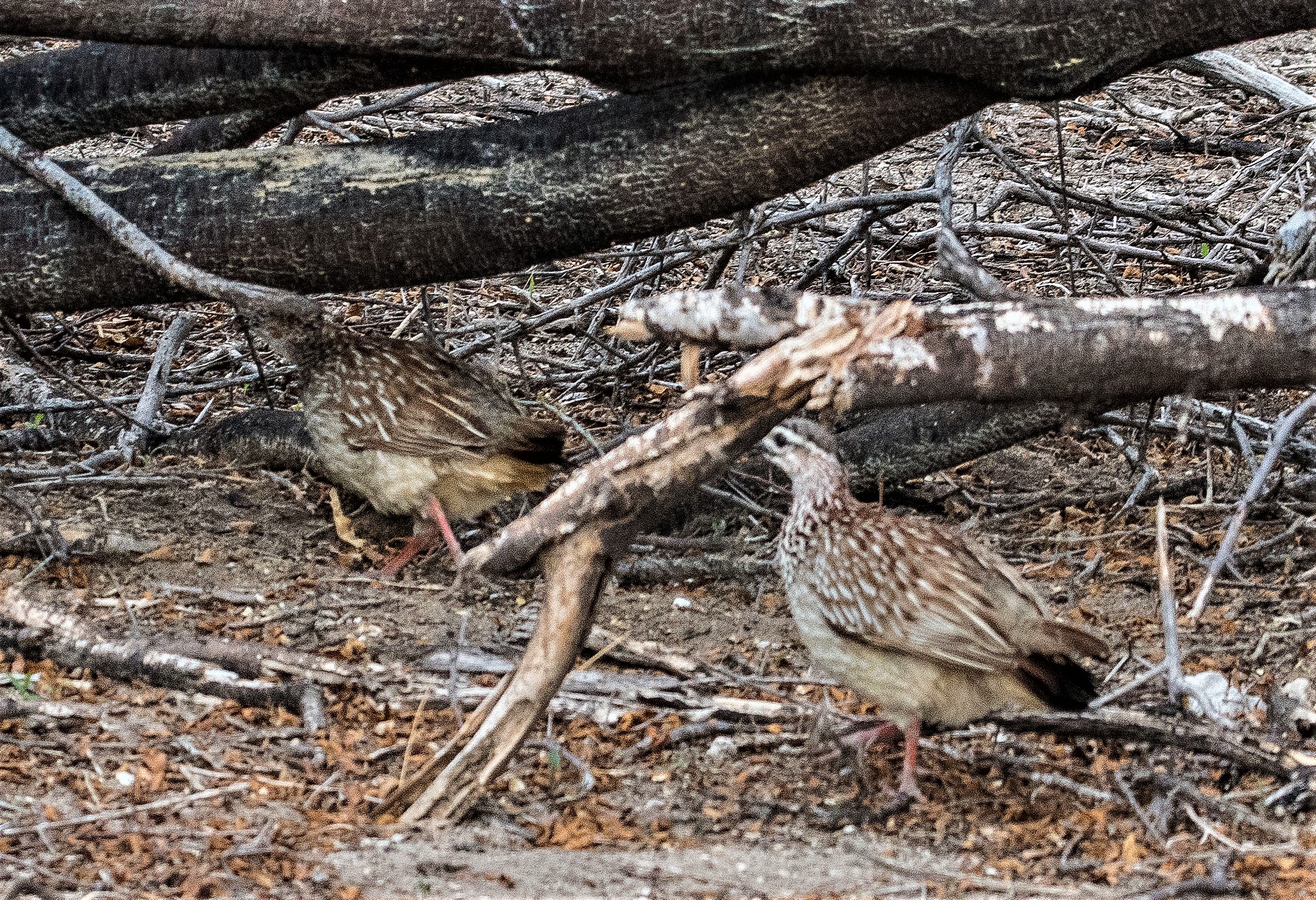 Francolins huppés adultes (Crested francolin, Dendroperdrix sephaena), Onguma Nature Reserve, limite Est du Parc National d'Etosha, Namibie.